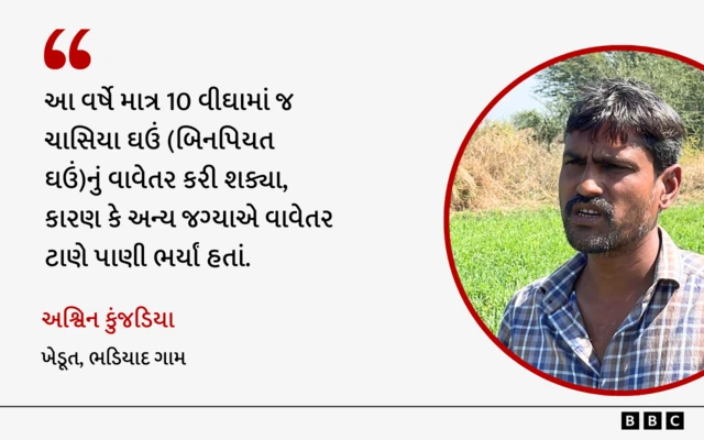 ભાલિયા ઘઉં, ગુજરાતમાં ખેતી, ઘઉંની ખેતી, બીબીસી ગુજરાતી, ભાલ પંથક, અમદાવાદ, સુરેન્દ્રનગર, ભારતમાં ખેતી, શિયાળું પાક