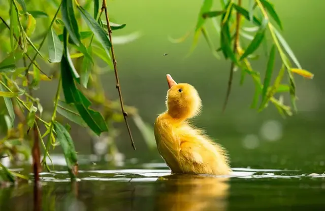 ‘ሓርማዝ መዓኮሩ ኣሚኑ ጉንዲ ይውሕጥ። ኣነኸ?’