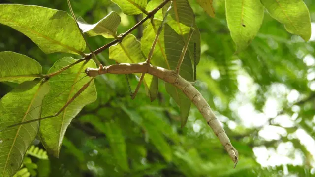 Sebuah Nesiophasma sobesonbaii yang hinggap pada pohon berdaun.