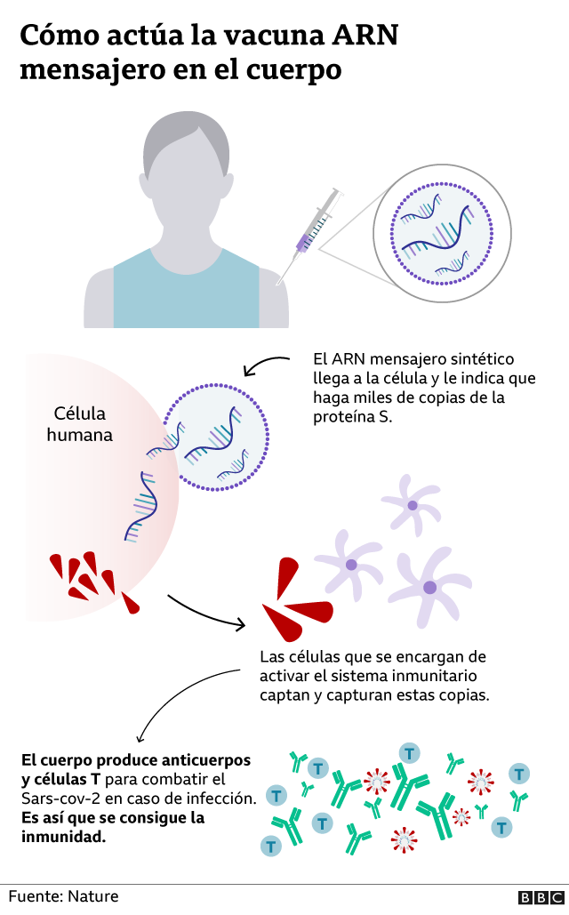 Infográfico sobre cómo actúa la vacuna ARN mensajero