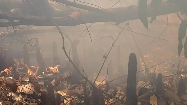 ২০২১ সালে মে মাসেও আগুন লেগেছিলো সুন্দরবনে। এটি তখনকার ছবি। 