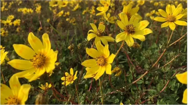 የአደይ አበባ