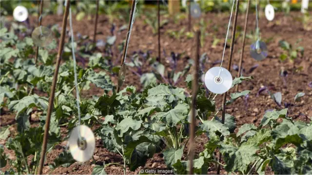 CD digantung di kebun.