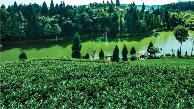 चिया खेती