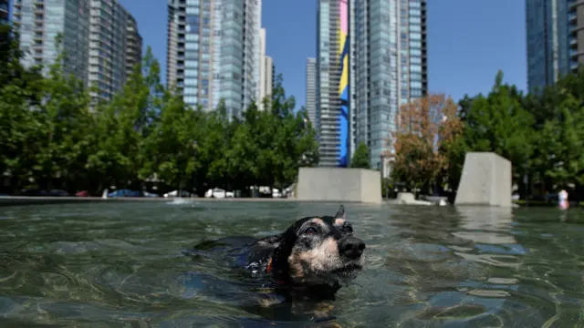 الكلبة فينوس تحاول التخلص من القيظ بالسباحة في نافورة في مدينة فانكوفر في إقليم بريتيش كولومبيا