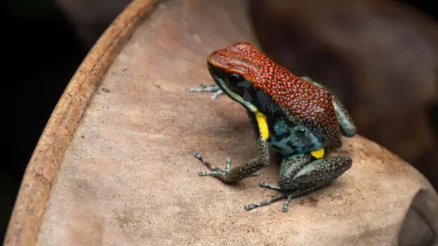 На светло-коричневом листе сидит маленькая лягушка с коричневой спиной, голубыми боками с черными пятнами и желтыми пятнами на лапах.