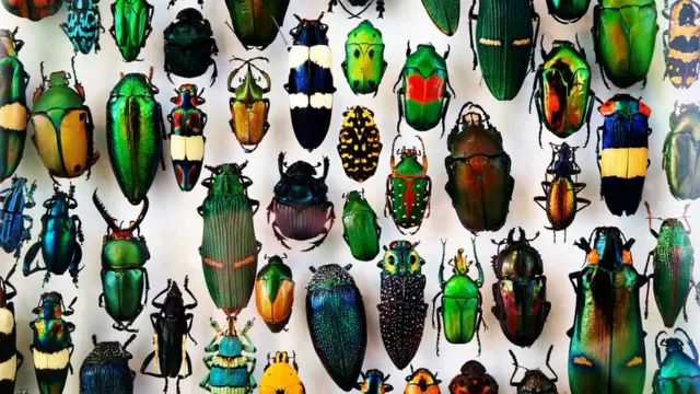 Insectos