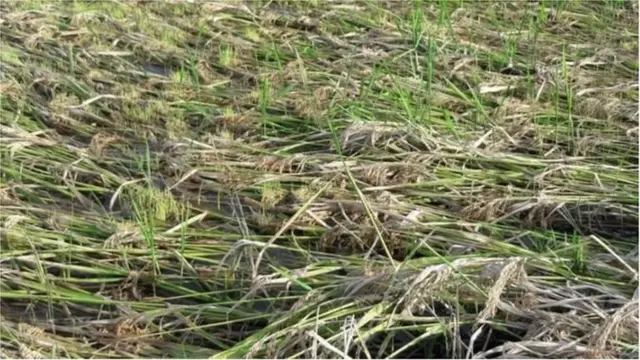 पावसामुळे सिंधुदुर्ग जिल्ह्यात झालेले पिकांचे नुकसान.