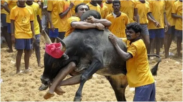 জালিকাট্টু শত শত বছরের পুরোনো ঐতিহ্য তামিলনাডুতে