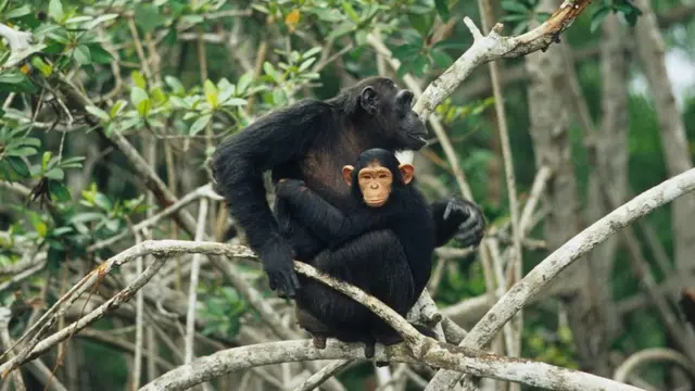 The love of a mother chimpanzee for her baby can be very strong
