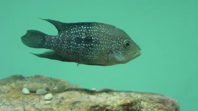 Mojarra Cuatro Ciénegas