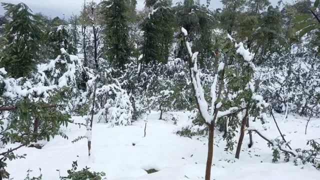 सेब के बाग़