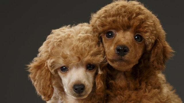 son los labradoodles buenos perros para correr