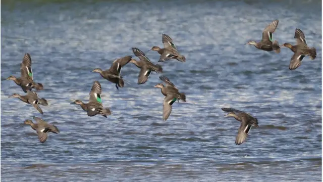 '벌써 겨울이 왔나?' 17일 경북 포항시 남구 연일읍 형산강에 겨울 철새들이 모여들고 있다