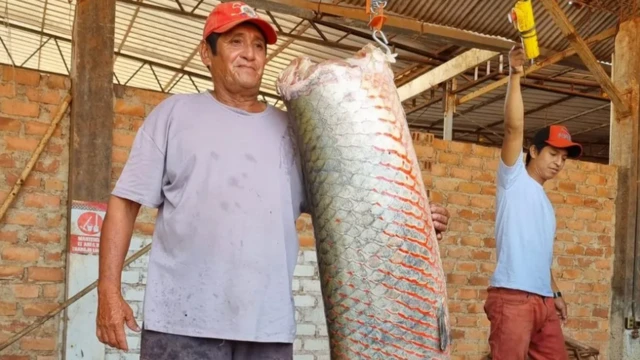 غييرمو أوتا