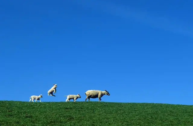 مجموعة من الغنم