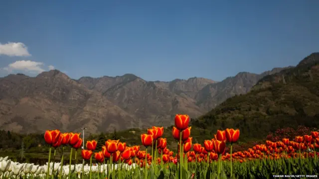 ट्यूलिप गार्डन