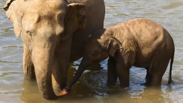 थायलंड, हत्ती दुर्घटना