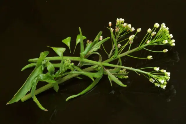 Грицики звичайні