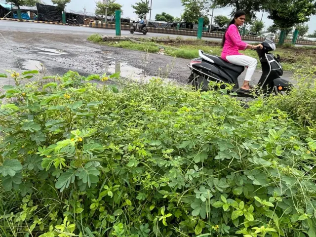 દેશી કુવાડીયો નુકસાનકારક કેમ, વિદેશી પ્રજાતિ કુંવાડિયાને કેવી રીતે કાઢવો, રાજકોટ અને ગીરનાર સૌરાષ્ટ્રમાં ખેડૂતો પશુપાલકો અને માલધારીઓમાં ચિંતા, Senna tora Senna uniflora, બીબીસી ગુજરાતી કૃષિ સમાચાર