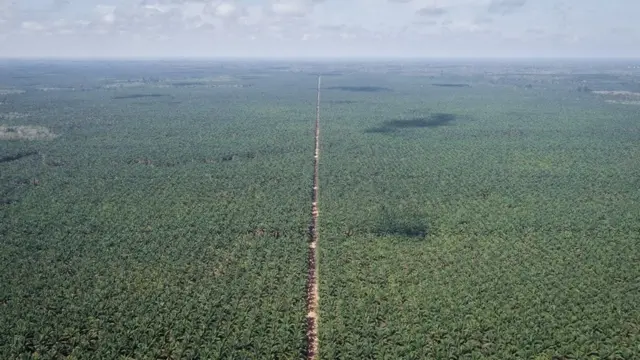 Các đồn điền dầu cọ thế chỗ các rừng nhiệt đới trong những khu vực rộng lớn của Indonesia