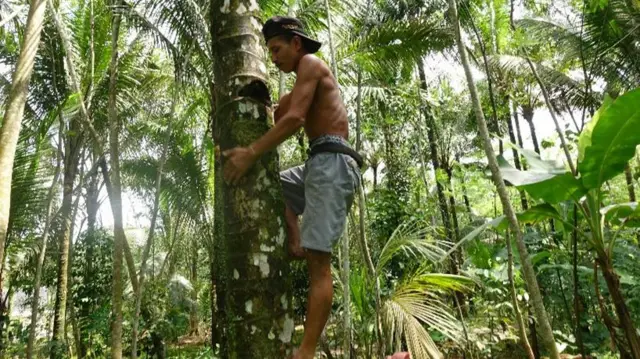 Flora Carita: Kelapa