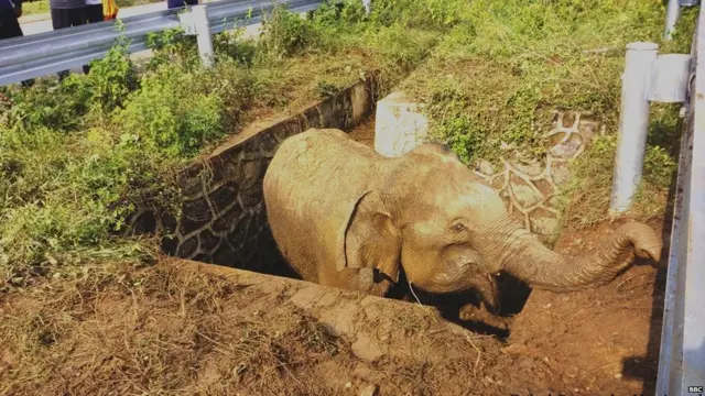 වලේ වැටී සිටි මව