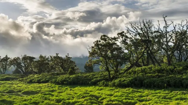 Panoramic view of Mount Kenya national park in the highlands of central Kenya.