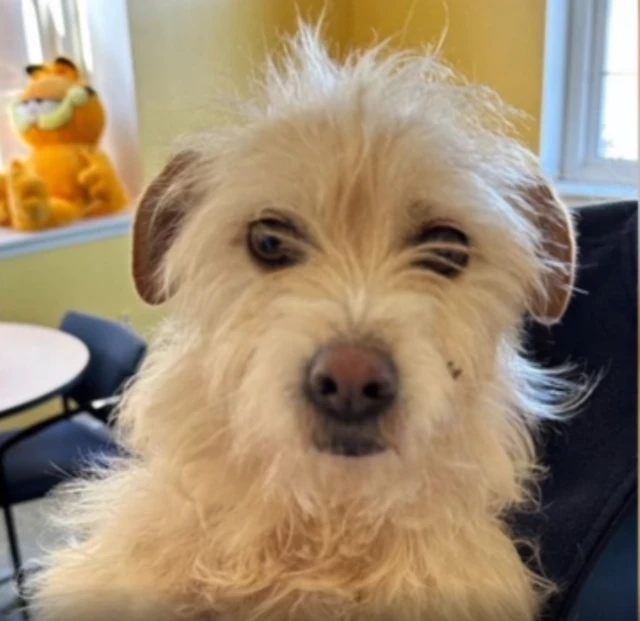 મિરેકલ શ્વાન