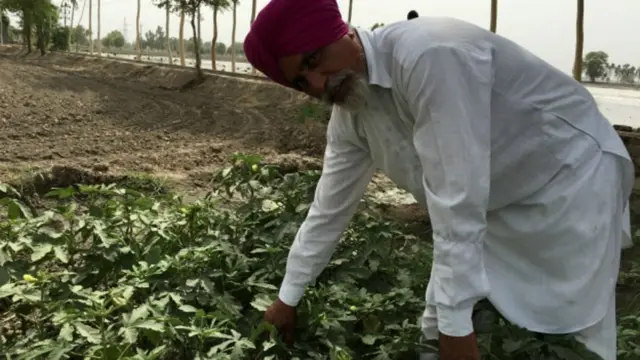 पंजाब के खेत में किसान