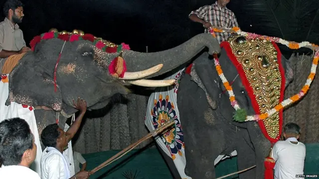 हाथी, मौत, जानवर, तमिलनाडु, केरल