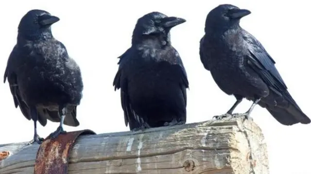 آن‎ها مواظب شما هستند