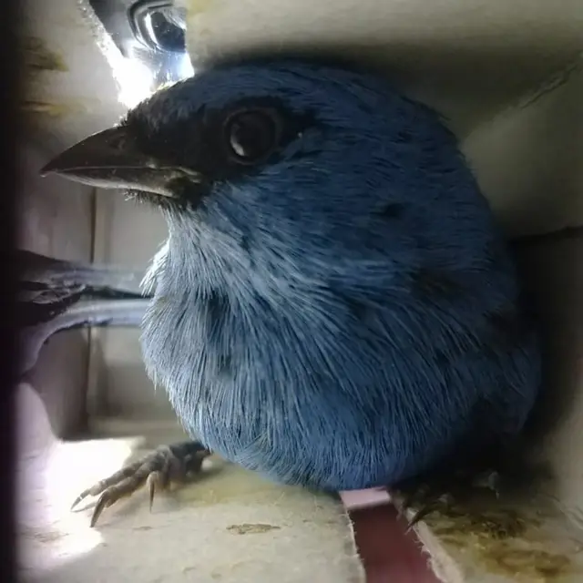 बाकसमा चरा