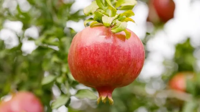 பழங்கள்