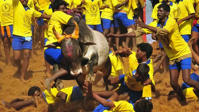 ஜல்லிக்கட்டு - பண்பாட்டுக் கொண்டாட்டமும், நவீன புரிதலும்
