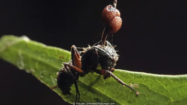 Bu qarışqa üçün artıq çox gecdir, belə ki, parazitli göbələyə tutulub