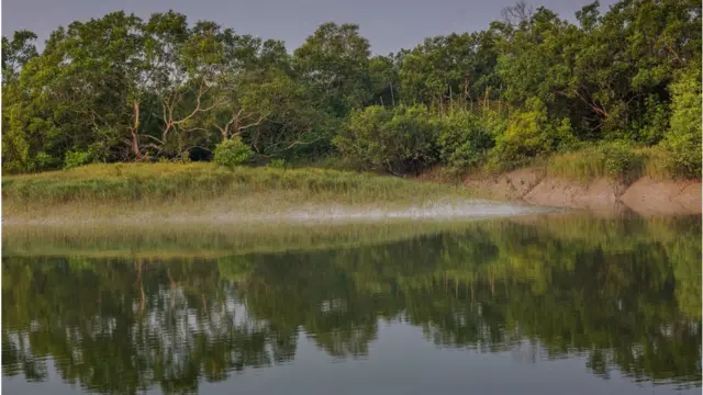 সুন্দরবনে অভয়ারণ্য তৈরি করা হয়েছে