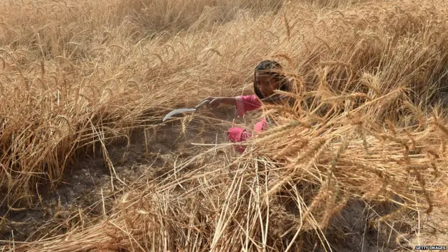 ਖੇਤਾਂ 'ਚ ਕੰਮ ਕਰਦੇ ਮਜ਼ਦੂਰ