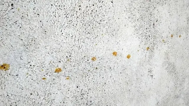 பூனை மீது படர்ந்த ரசாயனம்