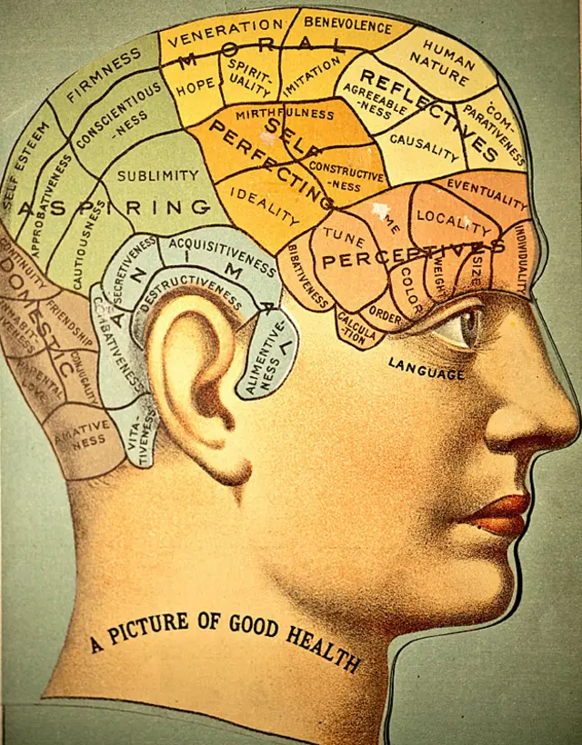 "La imagen de la buena salud", con regiones en diferentes colores indicando los órganos atribuidos a los instintos animales, domésticos, a las aspiraciones, el "auto perfeccionamiento", a las facultades morales, perceptivas y reflectivas.