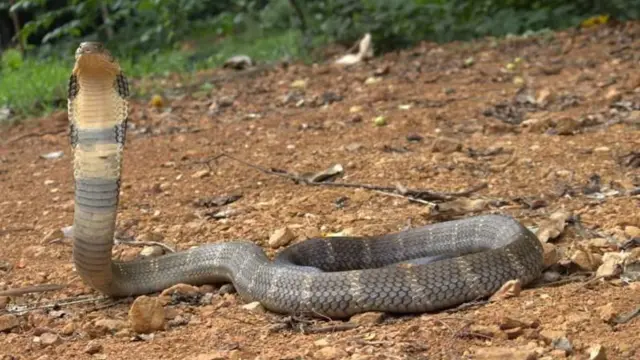 ओफियोफॅगस कलिंगा ही पश्चिम घाटातील स्थानिक राजा सापाची एक प्रजाती आहे
