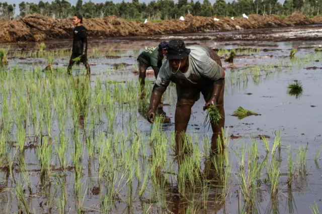 Petani milenial menanam padi di lumbung pangan (food Estate), Kecamatan Dadahup, Kapuas, Kalimantan Tengah, Jumat (27/9/2024).