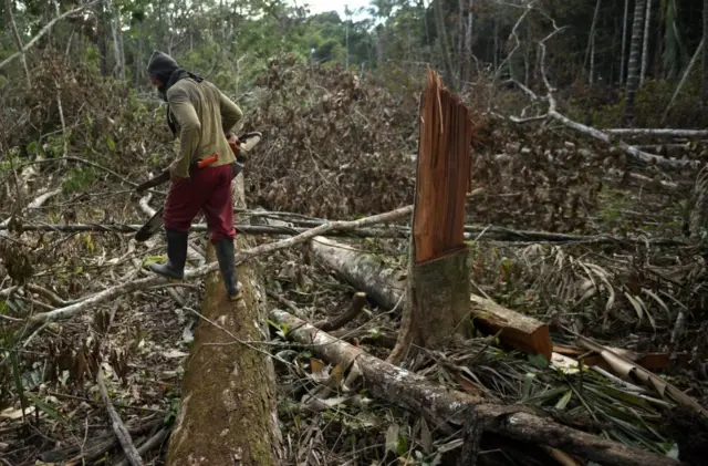Ilustrasi: penebangan hutan Amazon dengan menggunakan gergaji mesin. 