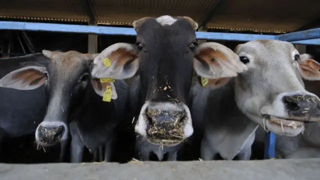 હિન્દુ ધર્મમાં ગાય, ગાયનાં છાણ અને ગૌમૂત્રને પવિત્ર માનવામાં આવે છે