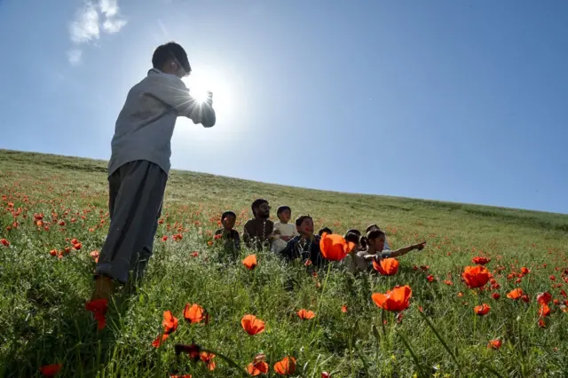  به گفته آقای وحیدی، امروزه در افغانستان شقایق بیش از هر چیز «نماد سرزندگی و تازگی» است.