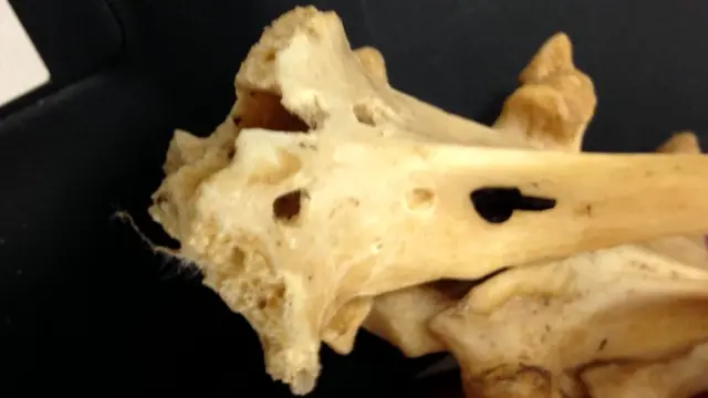 Этот позвонок пятнистого оленя был найден на пустошах в графстве Дорсет