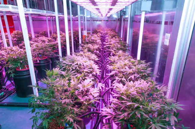 แปลงปลูก