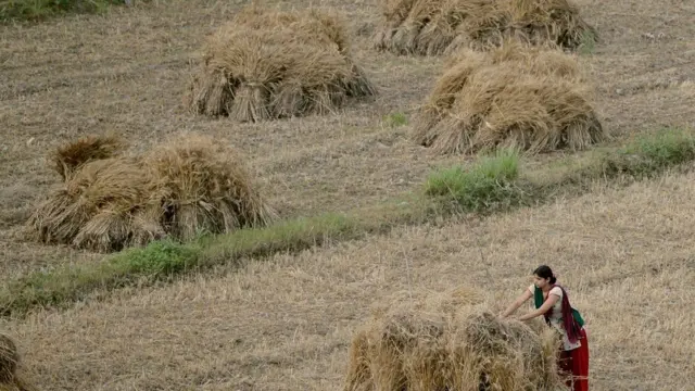 ખેતપેદાશોને ગોઠવી રહેલી ગ્રામીણ ખેડૂત કન્યાની પ્રતીકાત્મક તસ્વીર