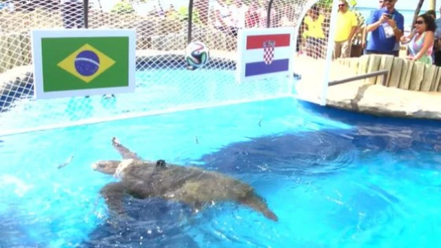 السلحفاة بيغ هيد