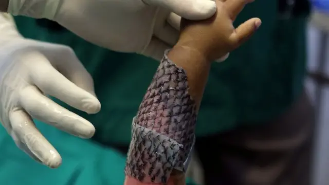 tilapia